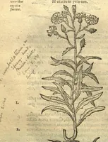 Picture 32 of 50 from Remberti Dodonaei ... Stirpium historiae pemptades sex, sive libri XXX. Varie ab auctore, paullo ante mortem, aucti & emendati. (1616), leaf 654