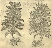 Picture 33 of 50 from Remberti Dodonaei ... Stirpium historiae pemptades sex, sive libri XXX. Varie ab auctore, paullo ante mortem, aucti & emendati. (1616), leaf 674