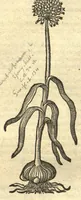 An illustration from Remberti Dodonaei ... Stirpium historiae pemptades sex, sive libri XXX. Varie ab auctore, paullo ante mortem, aucti & emendati. (1616)
