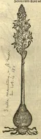 Picture 35 of 50 from Remberti Dodonaei ... Stirpium historiae pemptades sex, sive libri XXX. Varie ab auctore, paullo ante mortem, aucti & emendati. (1616), leaf 706