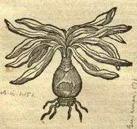 An illustration from Remberti Dodonaei ... Stirpium historiae pemptades sex, sive libri XXX. Varie ab auctore, paullo ante mortem, aucti & emendati. (1616)