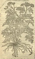An illustration from Remberti Dodonaei ... Stirpium historiae pemptades sex, sive libri XXX. Varie ab auctore, paullo ante mortem, aucti & emendati. (1616)