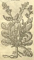 An illustration from Remberti Dodonaei ... Stirpium historiae pemptades sex, sive libri XXX. Varie ab auctore, paullo ante mortem, aucti & emendati. (1616)
