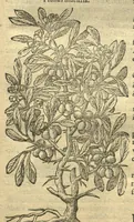 An illustration from Remberti Dodonaei ... Stirpium historiae pemptades sex, sive libri XXX. Varie ab auctore, paullo ante mortem, aucti & emendati. (1616)