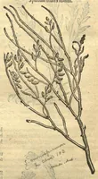 Picture 43 of 50 from Remberti Dodonaei ... Stirpium historiae pemptades sex, sive libri XXX. Varie ab auctore, paullo ante mortem, aucti & emendati. (1616), leaf 780