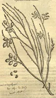 Picture 44 of 50 from Remberti Dodonaei ... Stirpium historiae pemptades sex, sive libri XXX. Varie ab auctore, paullo ante mortem, aucti & emendati. (1616), leaf 780
