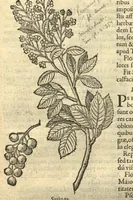 An illustration from Remberti Dodonaei ... Stirpium historiae pemptades sex, sive libri XXX. Varie ab auctore, paullo ante mortem, aucti & emendati. (1616)