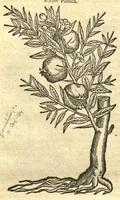An illustration from Remberti Dodonaei ... Stirpium historiae pemptades sex, sive libri XXX. Varie ab auctore, paullo ante mortem, aucti & emendati. (1616)