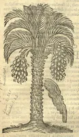Picture 47 of 50 from Remberti Dodonaei ... Stirpium historiae pemptades sex, sive libri XXX. Varie ab auctore, paullo ante mortem, aucti & emendati. (1616), leaf 835