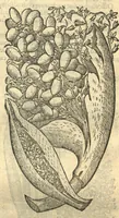 An illustration from Remberti Dodonaei ... Stirpium historiae pemptades sex, sive libri XXX. Varie ab auctore, paullo ante mortem, aucti & emendati. (1616)