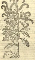 Picture 2 of 50 from Remberti Dodonaei ... Stirpium historiae pemptades sex, sive libri XXX. Varie ab auctore, paullo ante mortem, aucti & emendati. (1616), leaf 86