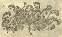 An illustration from Remberti Dodonaei ... Stirpium historiae pemptades sex, sive libri XXX. Varie ab auctore, paullo ante mortem, aucti & emendati. (1616)