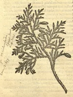 Picture 49 of 50 from Remberti Dodonaei ... Stirpium historiae pemptades sex, sive libri XXX. Varie ab auctore, paullo ante mortem, aucti & emendati. (1616), leaf 874