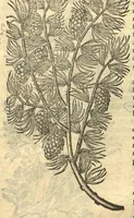 Picture 50 of 50 from Remberti Dodonaei ... Stirpium historiae pemptades sex, sive libri XXX. Varie ab auctore, paullo ante mortem, aucti & emendati. (1616), leaf 885