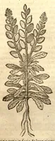 An illustration from Remberti Dodonaei ... Stirpium historiae pemptades sex, sive libri XXX. (1583)