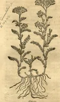 Picture 7 of 49 from Remberti Dodonaei ... Stirpium historiae pemptades sex, sive libri XXX. (1583), leaf 121