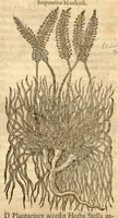 Picture 8 of 49 from Remberti Dodonaei ... Stirpium historiae pemptades sex, sive libri XXX. (1583), leaf 129