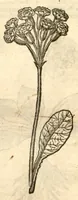 An illustration from Remberti Dodonaei ... Stirpium historiae pemptades sex, sive libri XXX. (1583)