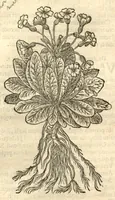 Picture 10 of 49 from Remberti Dodonaei ... Stirpium historiae pemptades sex, sive libri XXX. (1583), leaf 167
