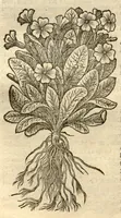 Picture 11 of 49 from Remberti Dodonaei ... Stirpium historiae pemptades sex, sive libri XXX. (1583), leaf 167