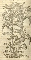 An illustration from Remberti Dodonaei ... Stirpium historiae pemptades sex, sive libri XXX. (1583)