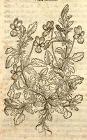 An illustration from Remberti Dodonaei ... Stirpium historiae pemptades sex, sive libri XXX. (1583)