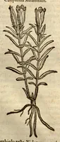 Picture 15 of 49 from Remberti Dodonaei ... Stirpium historiae pemptades sex, sive libri XXX. (1583), leaf 188