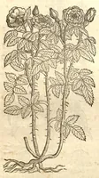 An illustration from Remberti Dodonaei ... Stirpium historiae pemptades sex, sive libri XXX. (1583)