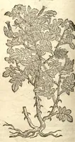 An illustration from Remberti Dodonaei ... Stirpium historiae pemptades sex, sive libri XXX. (1583)