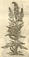 An illustration from Remberti Dodonaei ... Stirpium historiae pemptades sex, sive libri XXX. (1583)
