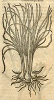 An illustration from Remberti Dodonaei ... Stirpium historiae pemptades sex, sive libri XXX. (1583)