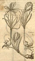 Picture 20 of 49 from Remberti Dodonaei ... Stirpium historiae pemptades sex, sive libri XXX. (1583), leaf 233