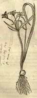 An illustration from Remberti Dodonaei ... Stirpium historiae pemptades sex, sive libri XXX. (1583)