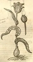 An illustration from Remberti Dodonaei ... Stirpium historiae pemptades sex, sive libri XXX. (1583)