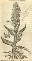 Picture 23 of 49 from Remberti Dodonaei ... Stirpium historiae pemptades sex, sive libri XXX. (1583), leaf 261