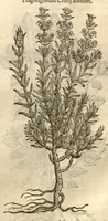 Picture 24 of 49 from Remberti Dodonaei ... Stirpium historiae pemptades sex, sive libri XXX. (1583), leaf 305