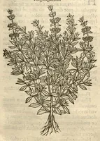 Picture 25 of 49 from Remberti Dodonaei ... Stirpium historiae pemptades sex, sive libri XXX. (1583), leaf 305