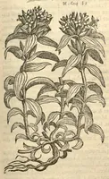 Picture 26 of 49 from Remberti Dodonaei ... Stirpium historiae pemptades sex, sive libri XXX. (1583), leaf 362