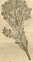 An illustration from Remberti Dodonaei ... Stirpium historiae pemptades sex, sive libri XXX. (1583)