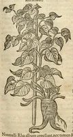 An illustration from Remberti Dodonaei ... Stirpium historiae pemptades sex, sive libri XXX. (1583)