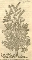 An illustration from Remberti Dodonaei ... Stirpium historiae pemptades sex, sive libri XXX. (1583)