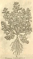 Picture 2 of 49 from Remberti Dodonaei ... Stirpium historiae pemptades sex, sive libri XXX. (1583), leaf 51