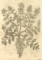 Picture 3 of 49 from Remberti Dodonaei ... Stirpium historiae pemptades sex, sive libri XXX. (1583), leaf 51