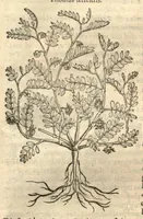 Picture 31 of 49 from Remberti Dodonaei ... Stirpium historiae pemptades sex, sive libri XXX. (1583), leaf 568