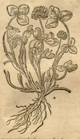 Picture 32 of 49 from Remberti Dodonaei ... Stirpium historiae pemptades sex, sive libri XXX. (1583), leaf 576