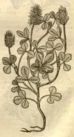 Picture 33 of 49 from Remberti Dodonaei ... Stirpium historiae pemptades sex, sive libri XXX. (1583), leaf 588
