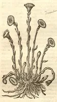 Picture 34 of 49 from Remberti Dodonaei ... Stirpium historiae pemptades sex, sive libri XXX. (1583), leaf 607