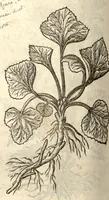 Picture 35 of 49 from Remberti Dodonaei ... Stirpium historiae pemptades sex, sive libri XXX. (1583), leaf 607