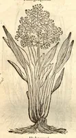 An illustration from Remberti Dodonaei ... Stirpium historiae pemptades sex, sive libri XXX. (1583)