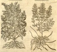 Picture 4 of 49 from Remberti Dodonaei ... Stirpium historiae pemptades sex, sive libri XXX. (1583), leaf 63